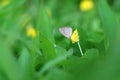 Butterfly Zizina otis indica/Lesser Grass Blue sits on the yellow flower Arachis pintoi