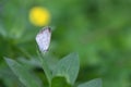 Butterfly Zizina otis indica/Lesser Grass Blue sits on the yellow flower Arachis pintoi