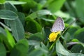 Butterfly Zizina otis indica/Lesser Grass Blue sits on the yellow flower Arachis pintoi