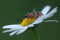 Butterfly Zygaena filipendulae - close up