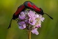 Butterfly - Zygaena minos