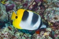 Doublesadded Butterflyfish Chaetodon ulietensis