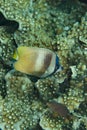 Brown Butterflyfish Chaetodon kleinii Royalty Free Stock Photo