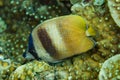 Brown Butterflyfish Chaetodon kleinii Royalty Free Stock Photo