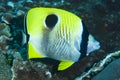 Teardrop Butterflyfish Chaetodon unimaculatus Royalty Free Stock Photo