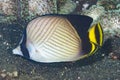 Chaetodon vagabundus Vagabond butterflyfish Royalty Free Stock Photo