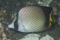 Chaetodon vagabundus Vagabond butterflyfish Royalty Free Stock Photo