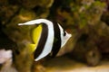 Butterflyfish in the aquarium Royalty Free Stock Photo