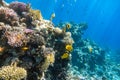 Butterflyfish Chaetodon In a Coral Reef, Red Sea, Egypt. Bright Yellow Striped Tropical Fish In The Ocean, Clear Blue Water. Royalty Free Stock Photo