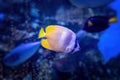 A Butterflyfish Chaetodon Kleinii from are a group of tropical marine fish of the family Chaetodontidae. Found on coral Royalty Free Stock Photo