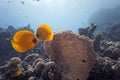 Butterflyfish on the coral reef