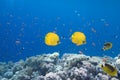 Butterflyfish and coral reef Royalty Free Stock Photo