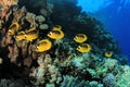 Butterflyfish on Coral Reef Royalty Free Stock Photo