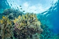 Butterflyfish coral reef scene
