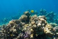 Butterflyfish Masked, Chaetodon in the coral reef, Red Sea, Egypt. Bright yellow striped tropical fish in the ocean, clear blue Royalty Free Stock Photo