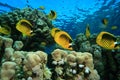 Butterflyfish on a Shallow Coral Reef Royalty Free Stock Photo