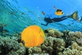Butterflyfish and Snorkeler Royalty Free Stock Photo