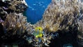 Butterflyfish and surrounded with Cladiella Corals or finger leather coral Royalty Free Stock Photo