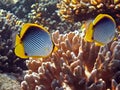 Butterflyfishes Royalty Free Stock Photo