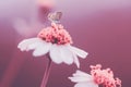 Butterflys, animals, macro, bokeh, insect, nature,