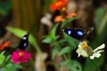 2 Butterflys in garden on flowers