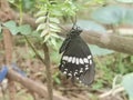 Butterfy with black color and white spotted