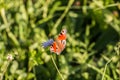 Butterfy on violet flower