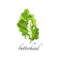 Butterhead fresh culinary plant, green seasoning cooking herb for soup, salad, meat and other dishes hand drawn vector