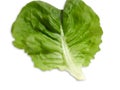 Butterhead fresh green lettuce leaf