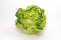 Butterhead Lettuce