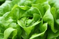 Butterhead lettuce