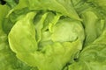 Butterhead Lettuce Royalty Free Stock Photo