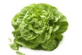 Butterhead lettuce