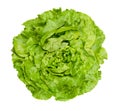 Butterhead lettuce from above over white Royalty Free Stock Photo