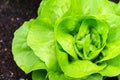 Butterhead lettuce