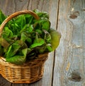 Butterhead Lettuce