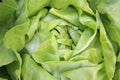 Butterhead Lettuce