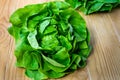 Butterhead Lettuce