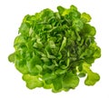 Butterhead lettuce or green head salad photo isolated on white b Royalty Free Stock Photo