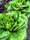 Butterhead lettuce growing in the garden