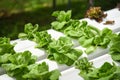 Butterhead lettuce growing in greenhouse vegetable hydroponic system farm plants on water without soil agriculture organic Royalty Free Stock Photo