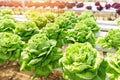 Butterhead Lettuce Hydroponic farm salad plants on water without soil agriculture in the greenhouse organic vegetable hydroponic Royalty Free Stock Photo