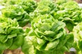 Butterhead Lettuce Hydroponic farm salad plants on water without soil agriculture in the greenhouse organic vegetable hydroponic Royalty Free Stock Photo