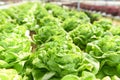 Butterhead Lettuce Hydroponic farm salad plants on water without soil agriculture in the greenhouse organic vegetable hydroponic Royalty Free Stock Photo