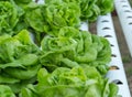 Butterhead Lettuce hydroponic vegetable farming