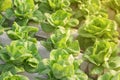 butterhead lettuce, hydroponics lettuce, hydroponics, greenhouse farming, organic vegetables, hydroponics Royalty Free Stock Photo