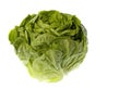 Butterhead Lettuce Isolated Royalty Free Stock Photo