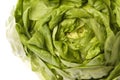 Butterhead Lettuce Isolated