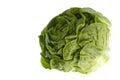 Butterhead Lettuce Isolated Royalty Free Stock Photo