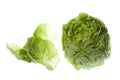 Butterhead Lettuce Isolated Royalty Free Stock Photo